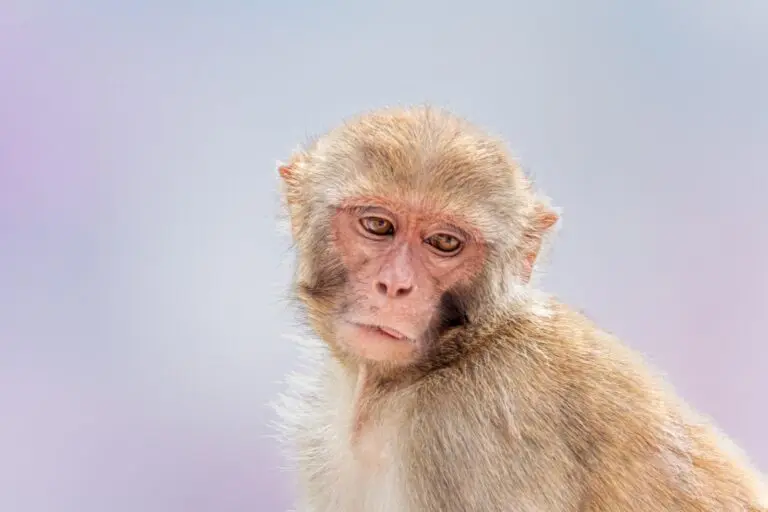 macacos-rhesus