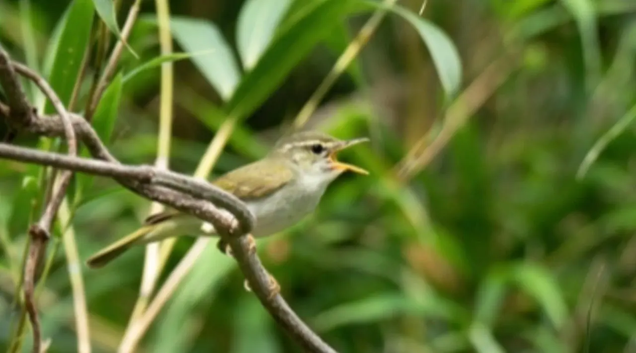 macho cantor Tokara Leaf Warbler - Reprodução/Per Alström/Universidade de Uppsala