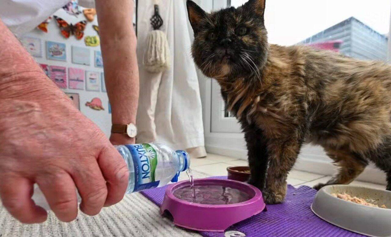Millie, a gata com idade equivalente a 146 anos - rede social