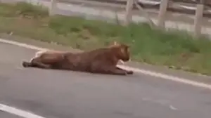 Homem é flagrado arrastando onça-parda pelo rabo em rodovia de Piracicaba