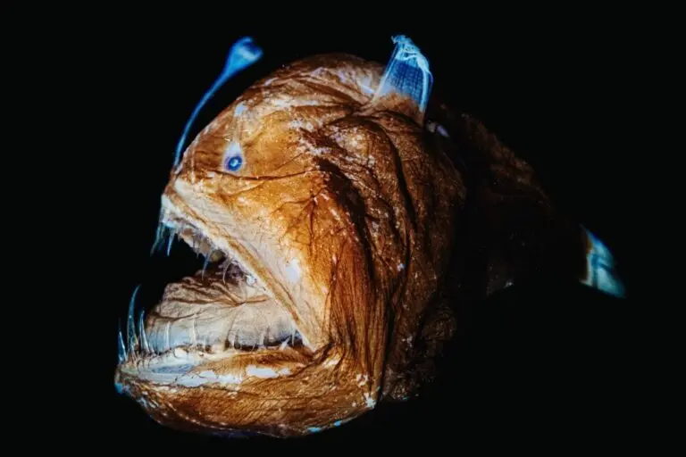 peixe lanterna