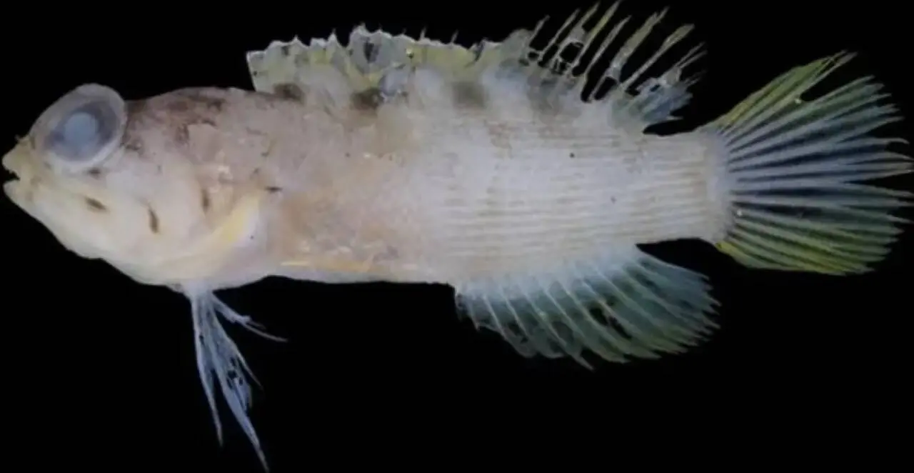 peixe-telha Komorebi