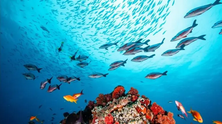 Peixes Mar