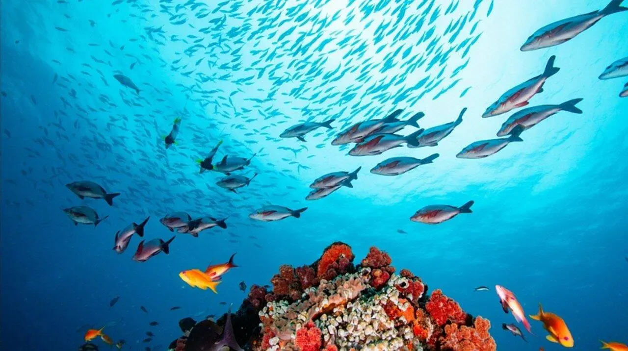 Peixes Mar