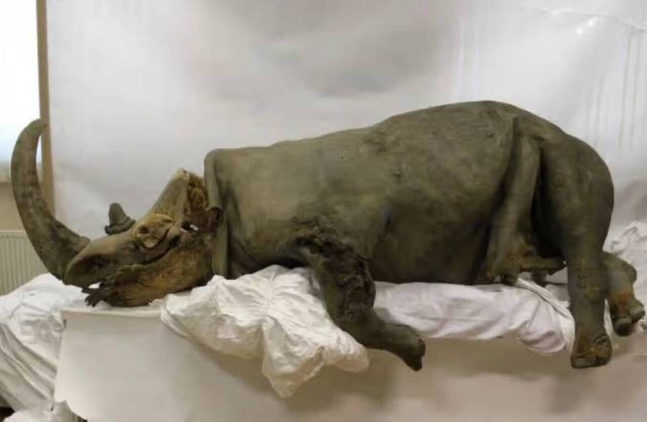 rinoceronte-lanudo preservado no permafrost da Sibéria