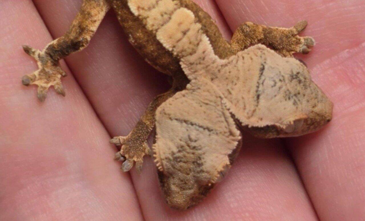 Simon a Garfunkel: rara lagartixa de duas cabeças - Facebook/Rockstar Geckos