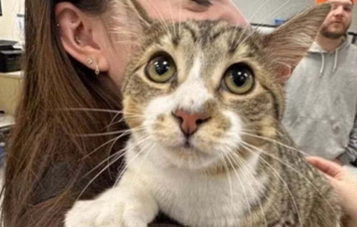 Toby gato com rara mutação genética - Guinness World Records/Instagram