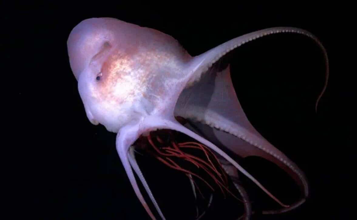 Um polvo comendo uma água viva vermelha - ROV SuBastian/Schmidt Ocean Institute/Divulgação