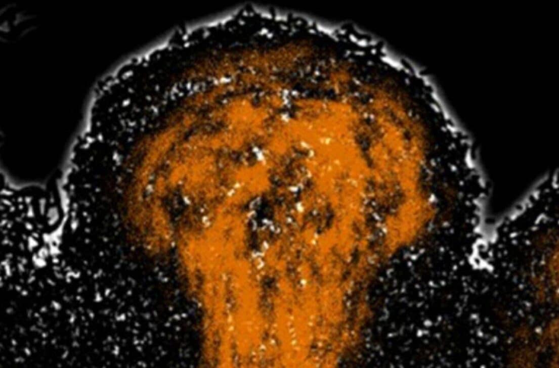 干し草桿菌の細菌群集は、泳いで新しい場所に定着する可能性のある運動性細胞のグループ (オレンジ色で表示) を放出します。 - カリフォルニア大学サンディエゴ校、複製/スエル研究所