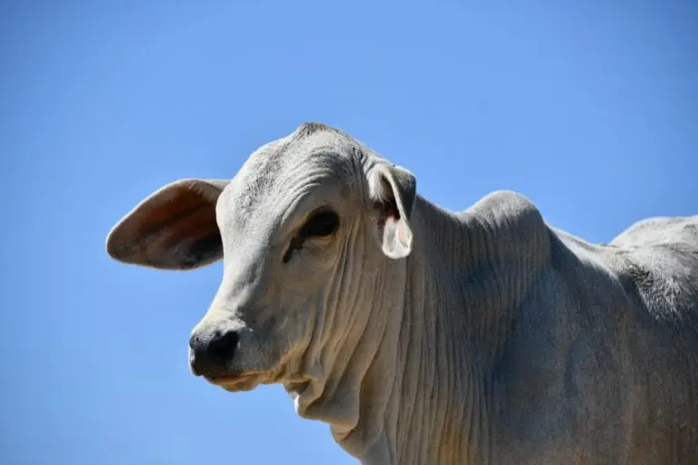 Vaca, gado