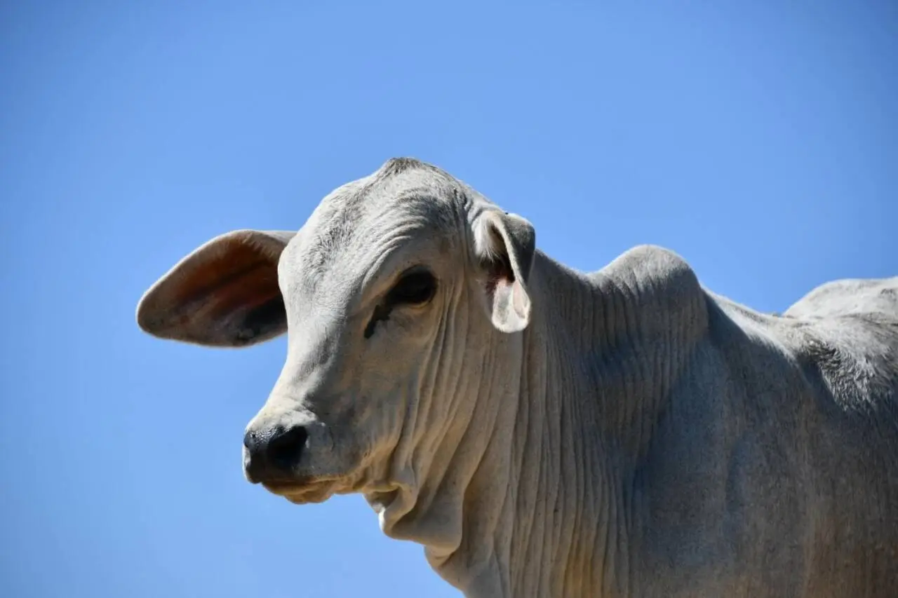 Vaca, gado