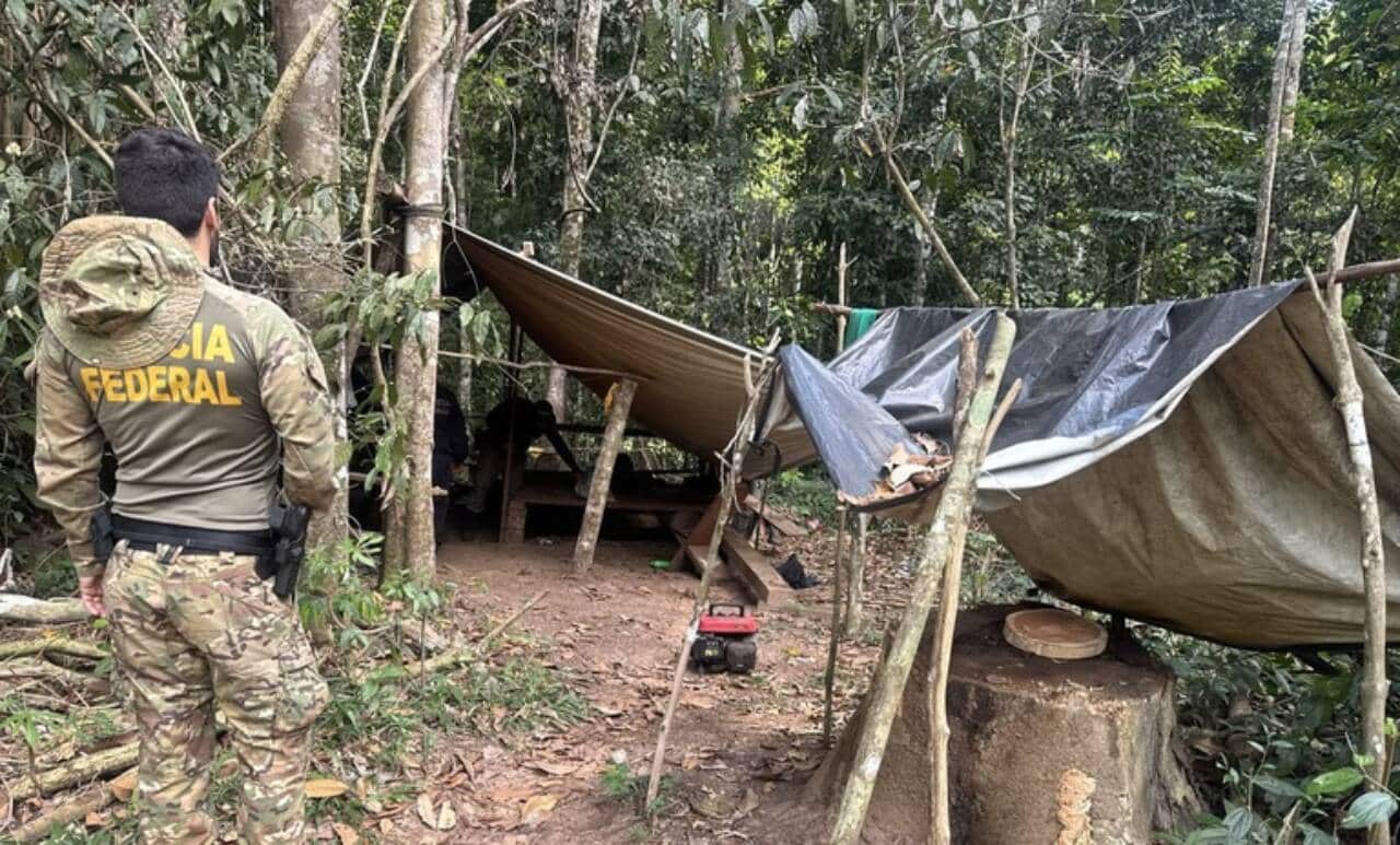 PF realiza ação de combate à extração ilegal de madeira em terra indígena