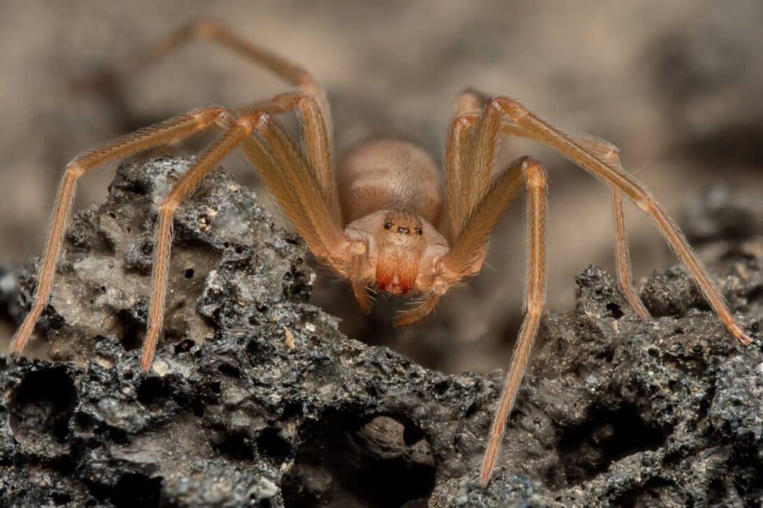 Aranha reclusa do Mediterrâneo, aranha de violino