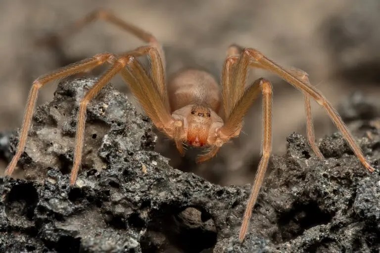 Aranha reclusa do Mediterrâneo, aranha de violino