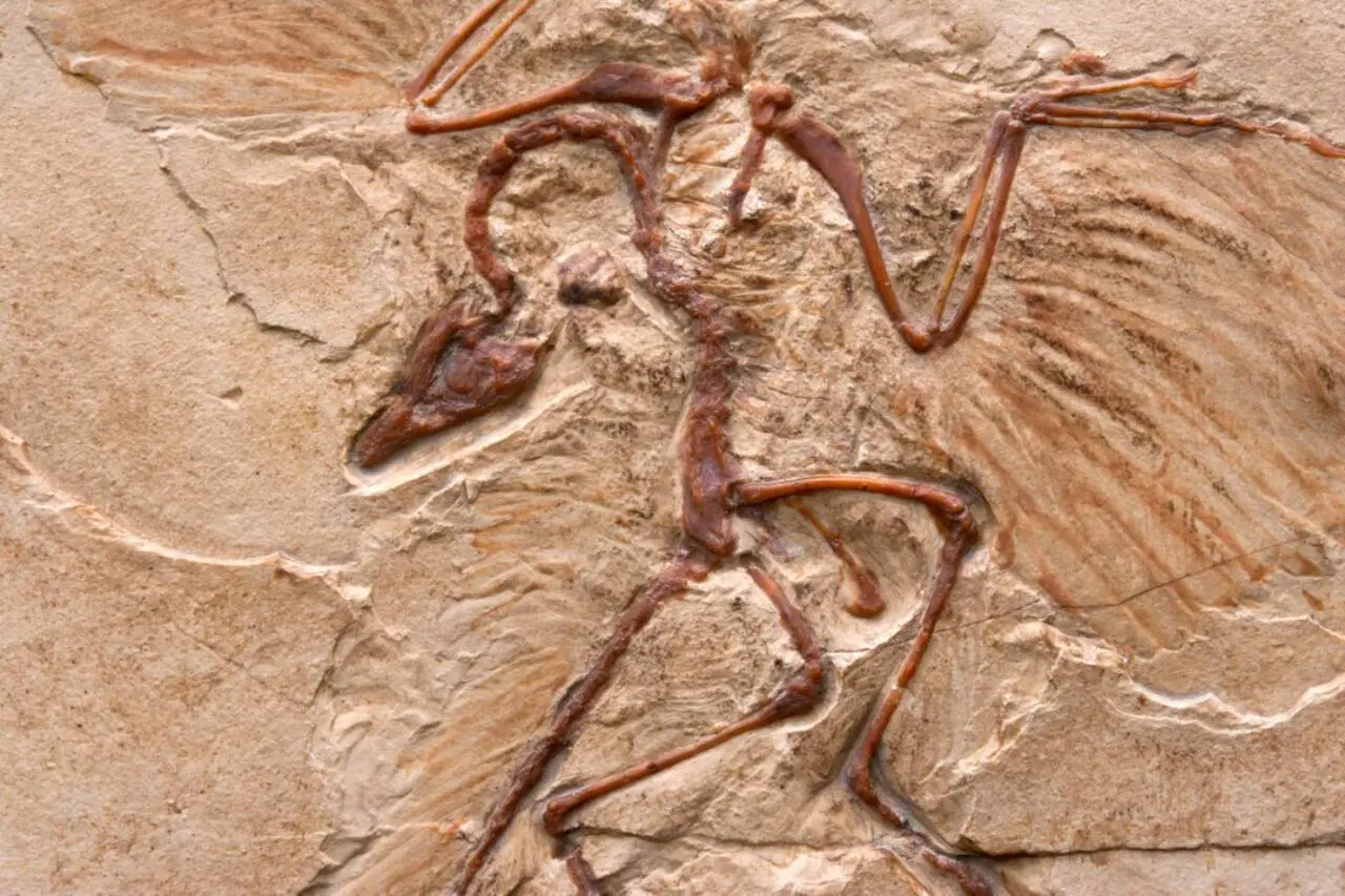 Archaeopteryx