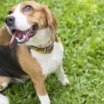 Cachorro da raça Beagle