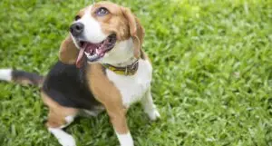 Dogs can have extended lives with new Loyal pill in the FDA approval process