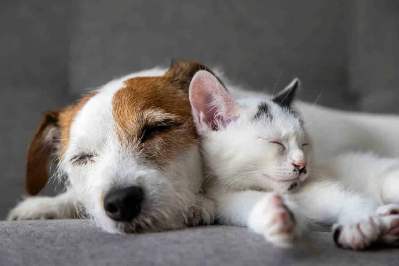 Cachorro e gato
