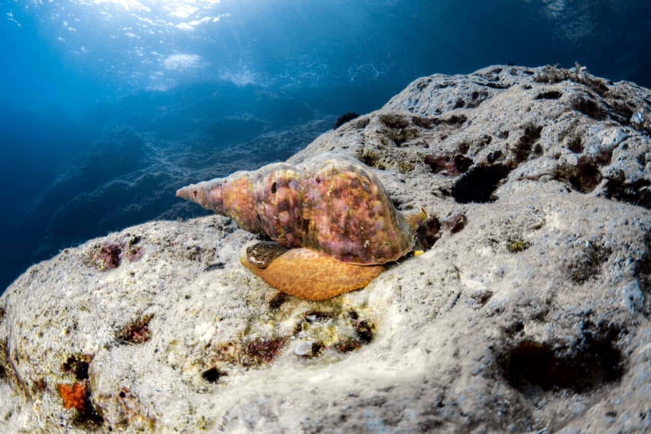 Caracol