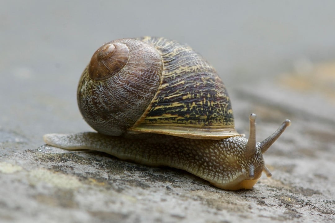Caramujo