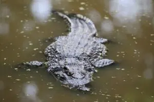 Esqueleto do “crocodilo do terror” Deinosuchus schwimmeri é recriado após décadas de pesquisa