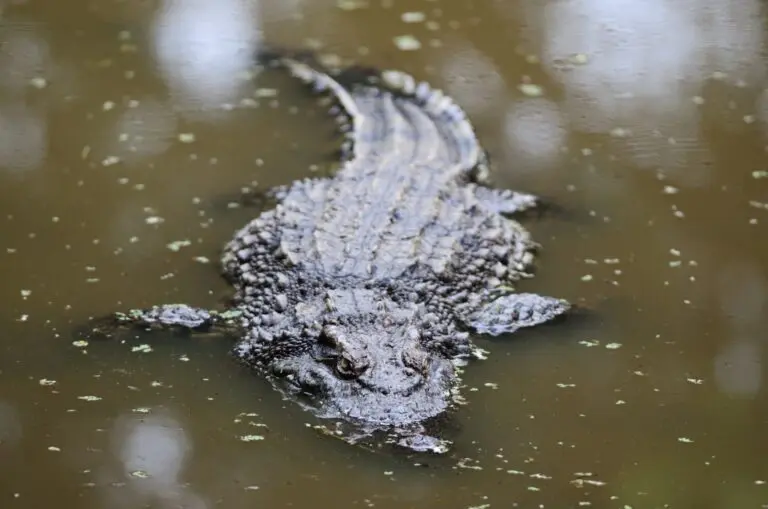 Crocodilo