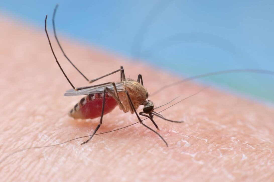 Culex mosquito