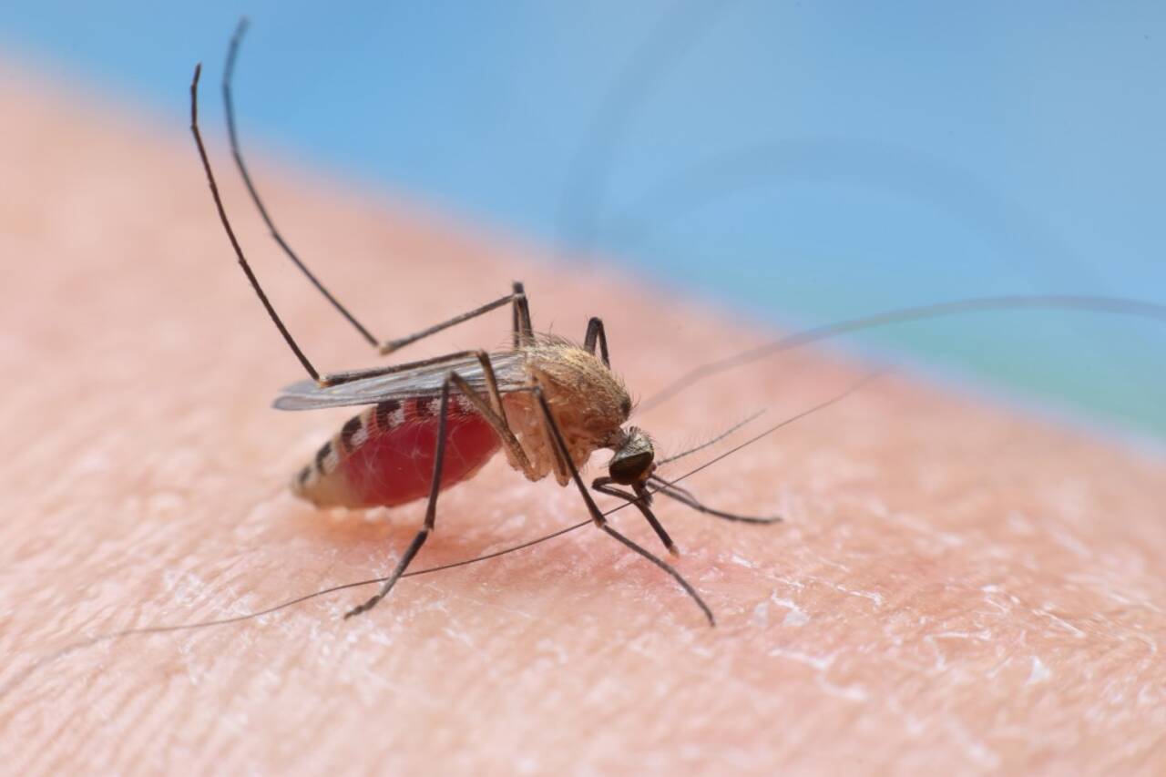 Brasil registra febre do Nilo Ocidental com casos em SP e SC; desafios marcam identificação da doença