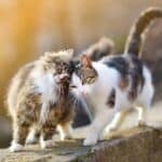 Dois gatos