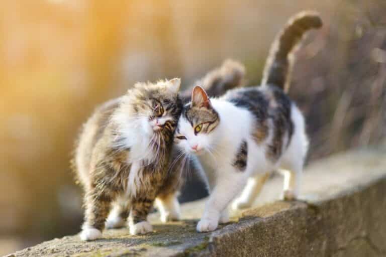 Dois gatos