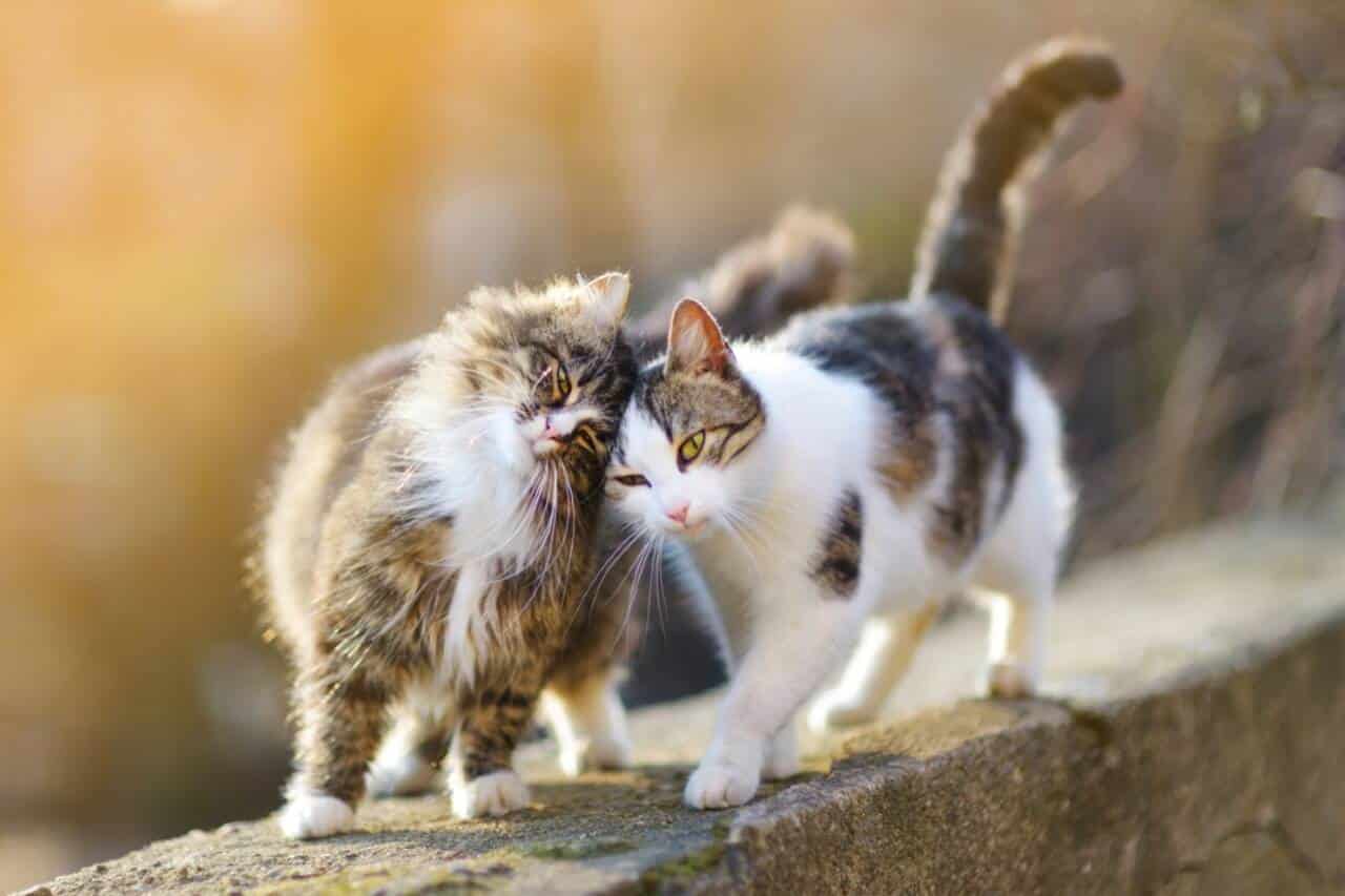 Dois gatos