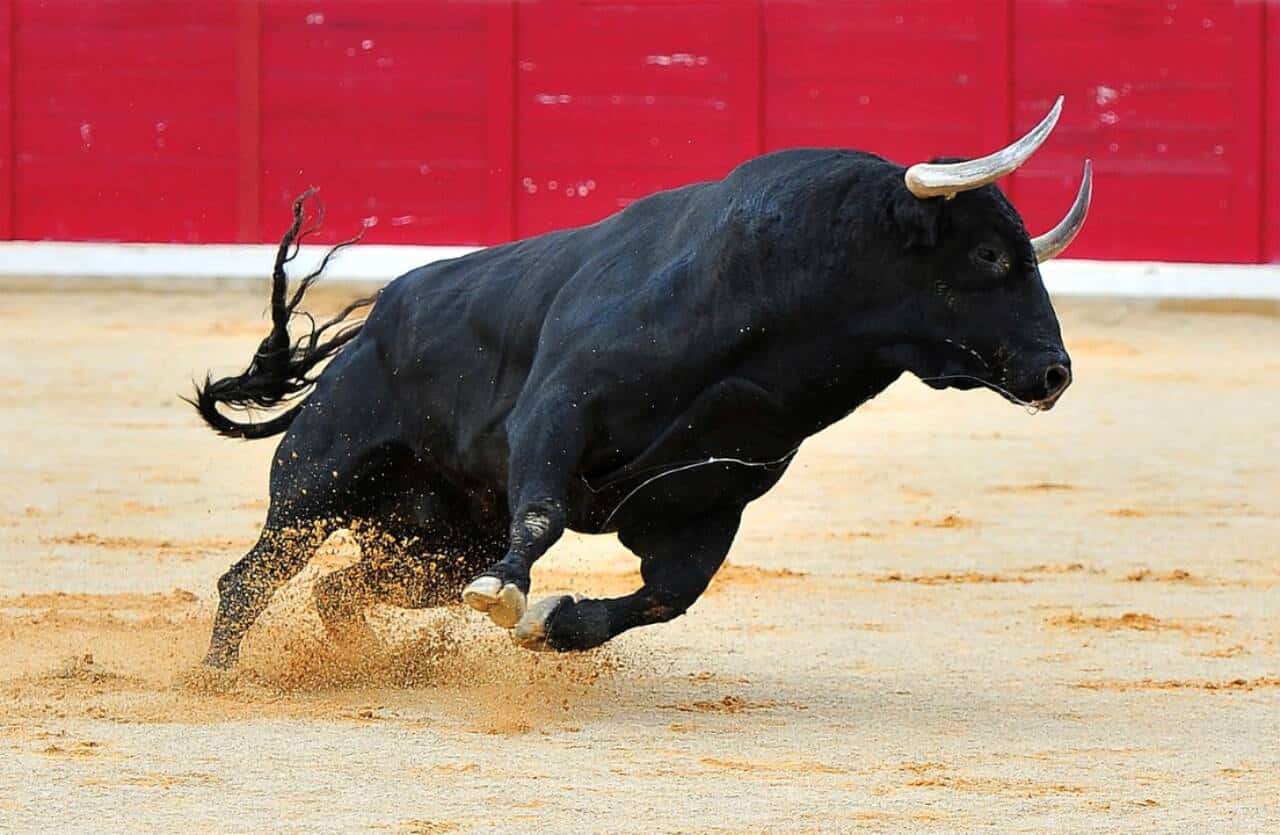 Espet&aacute;culo de tourada