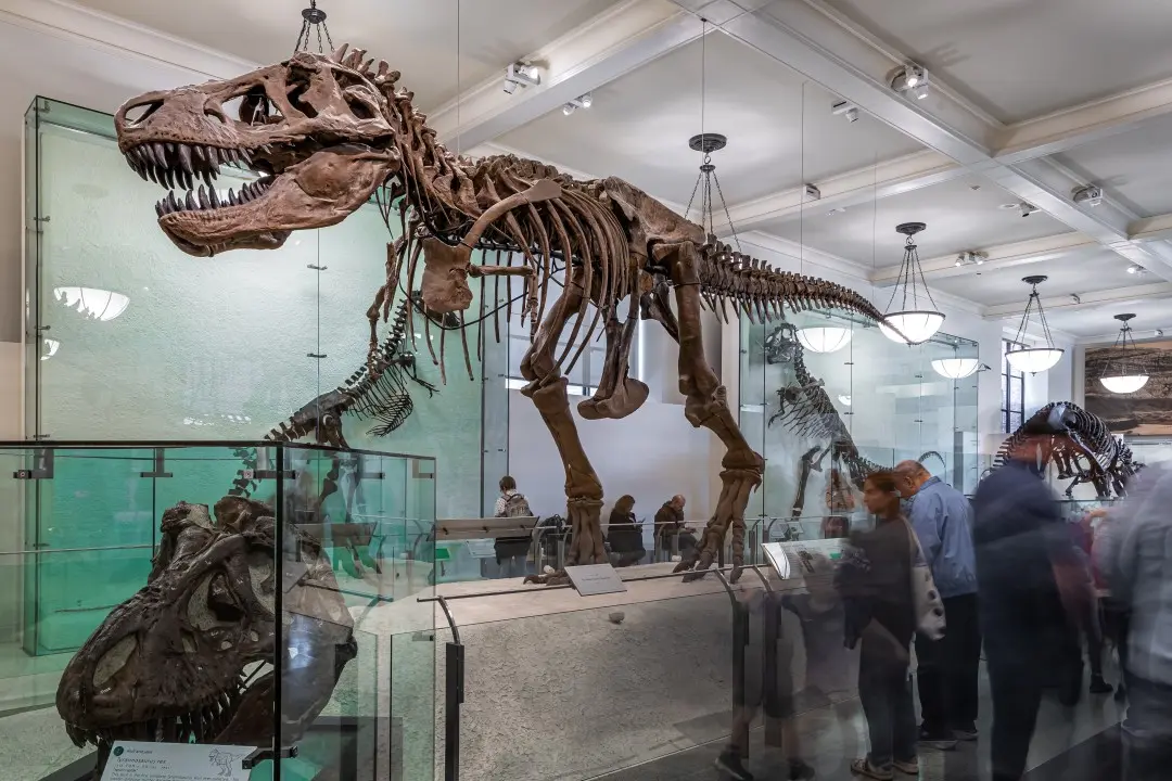 Esqueleto de dinossauro, museu