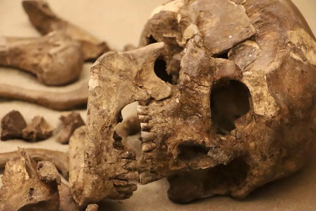 Fósseis de crânio humano
