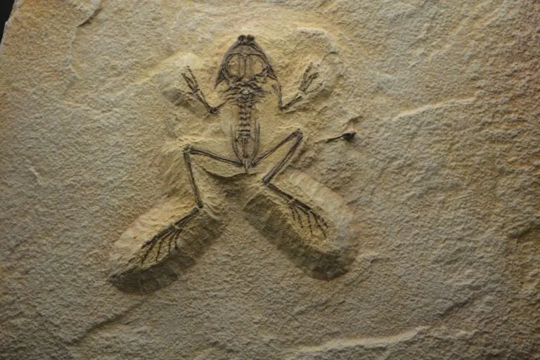 Fóssil de sapo
