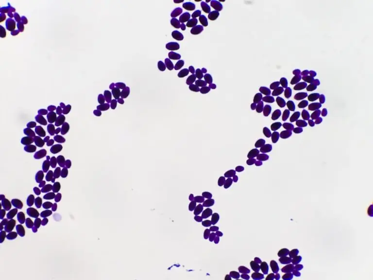 Fungos da Candida auris