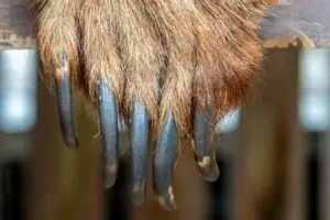 Sepulturas de elite na Rússia revelam rituais milenares com garras de urso