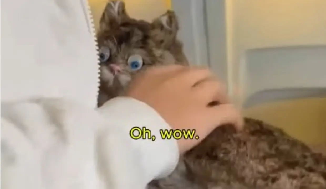 Gato de Pelucia