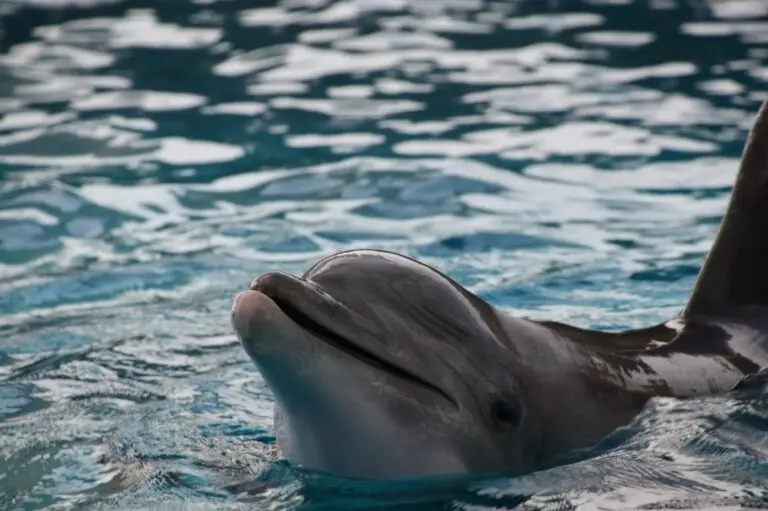 Golfinho