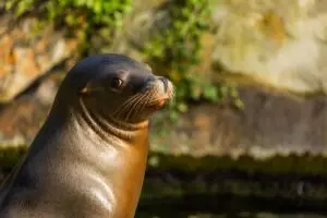 Para evitar extinções, Austrália vacina animais selvagens contra o H5N1