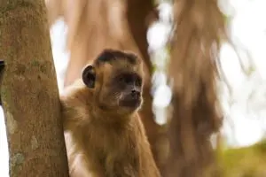 Research shows that capuchin monkeys from Serra da Capivara have used tools for millennia