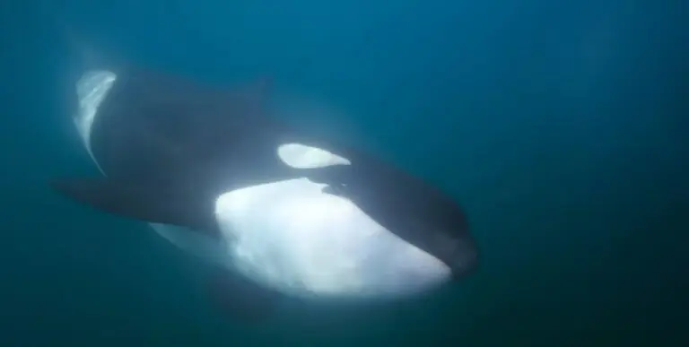 Orca