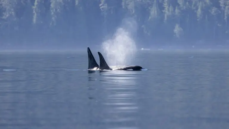 Orcas