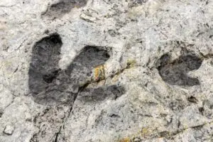Fossilized footprints reveal that dinosaur walked in an unexpected way