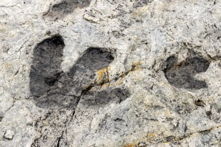 Pegadas fossilizadas de dinossauro