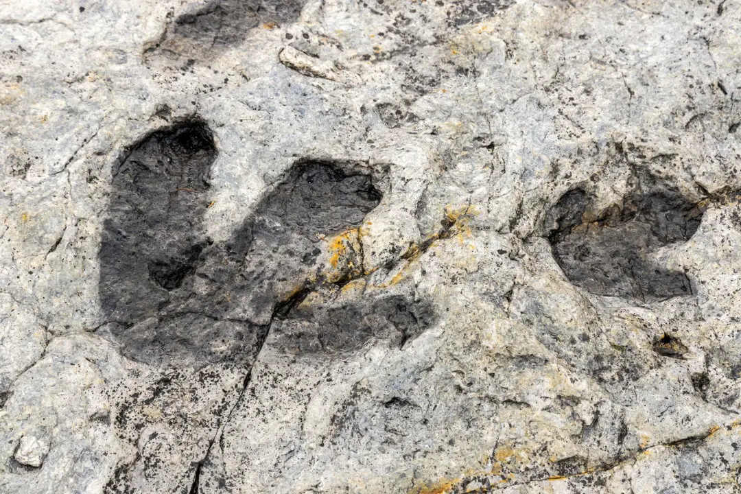 Pegadas fossilizadas de dinossauro