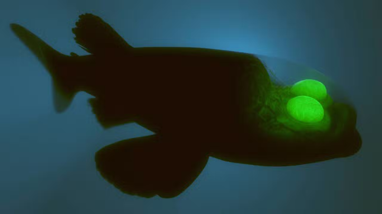 Peixe-olho-de-barril, Peixe de cabeça transparente
