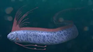 Peixe-remo surge no México e atrai atenção por antiga crença sobre desastres
