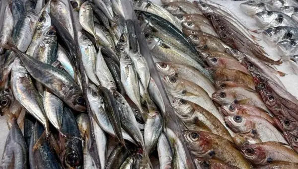 Peixes