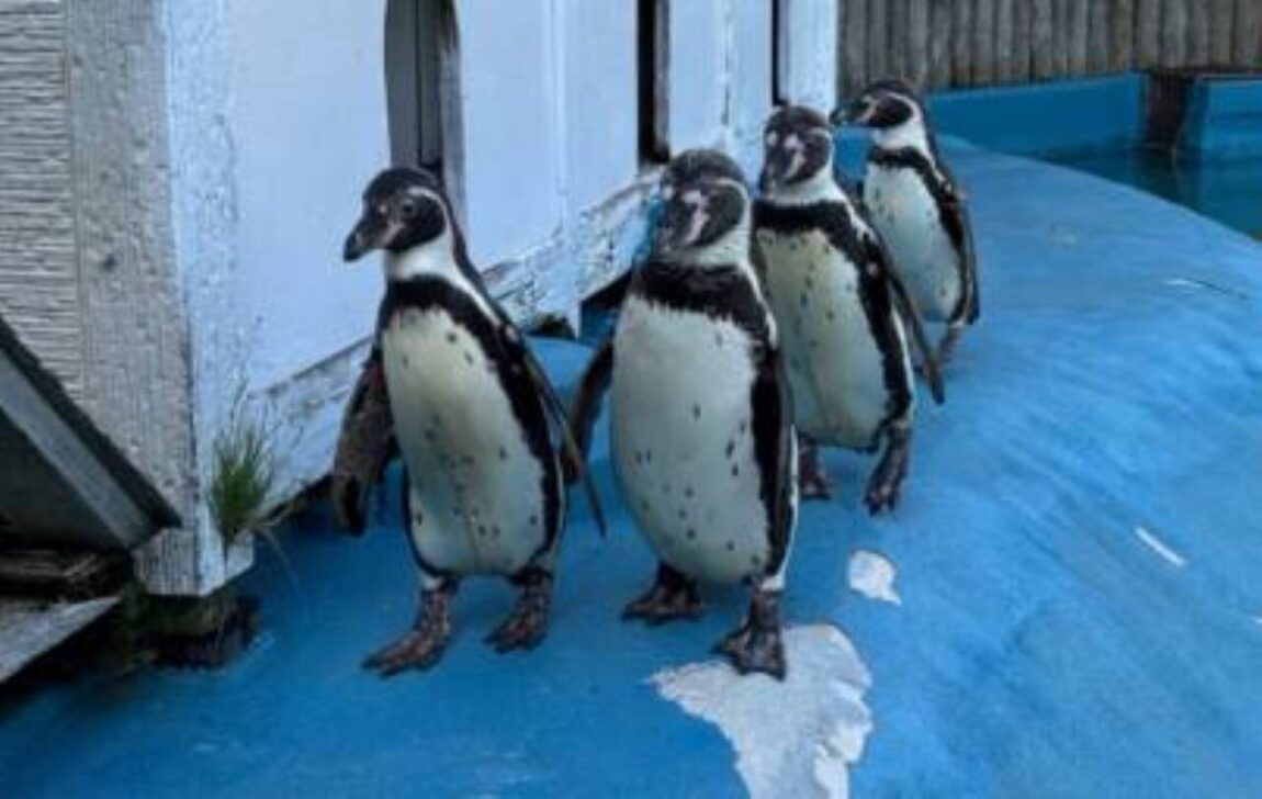 Pinguins que morreram no Parque Zoológico de Yagiyama